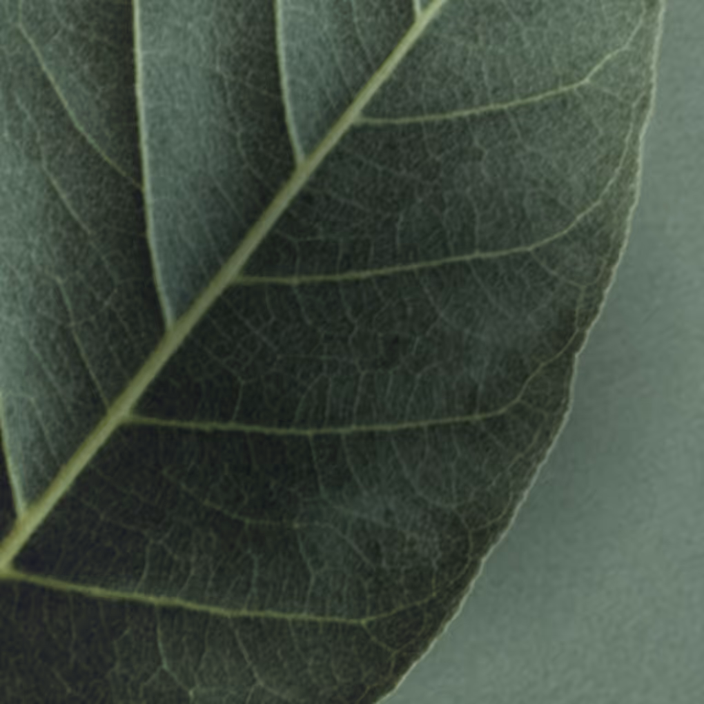 Close-up de uma folha verde-escura mostrando suas veias e textura detalhadas.