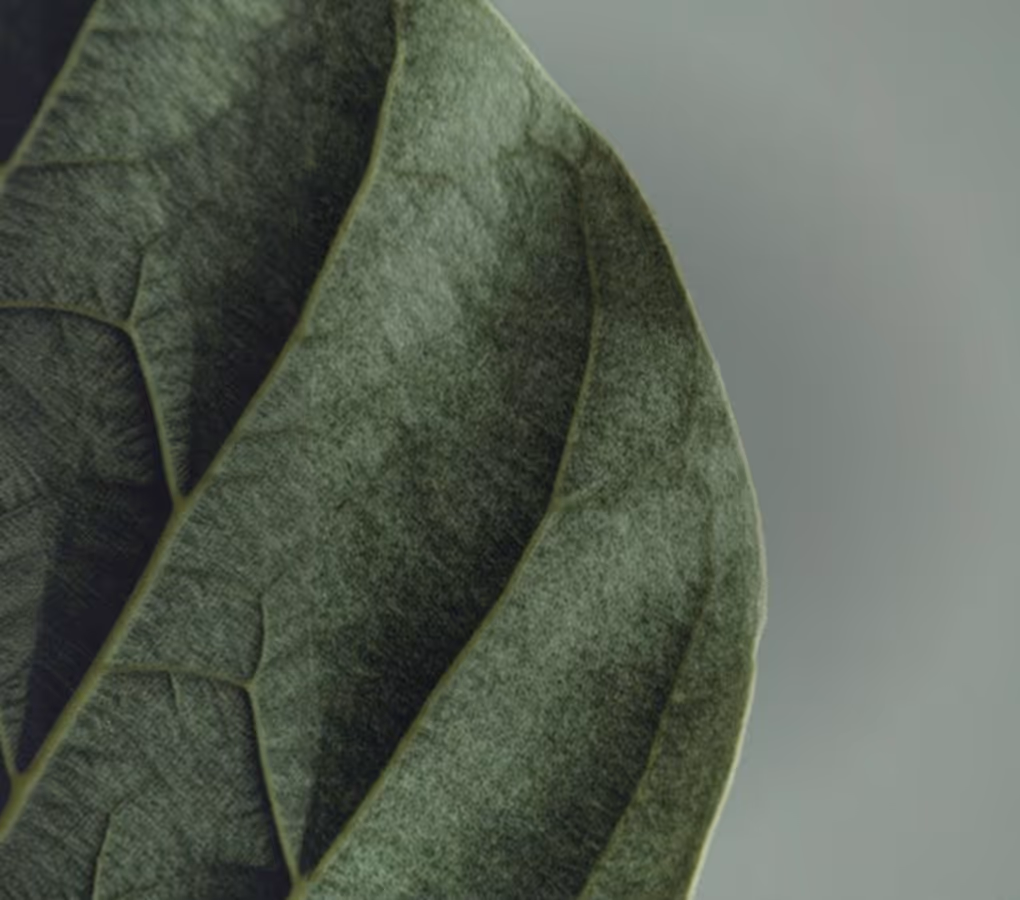 Close-up de folhas verdes texturizadas com veias visíveis sobre um fundo cinza.